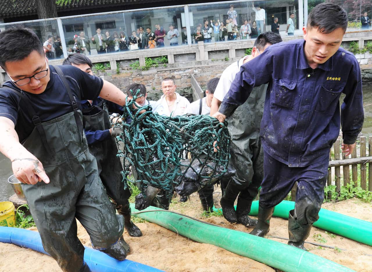 Animal Experts Operate Artificial Insemination For Rafetus Swinhoei
