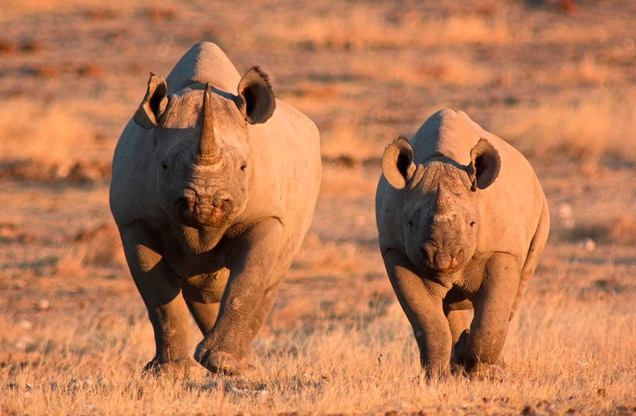 A mother and calf black rhino in Etosha National Park, Namibia.