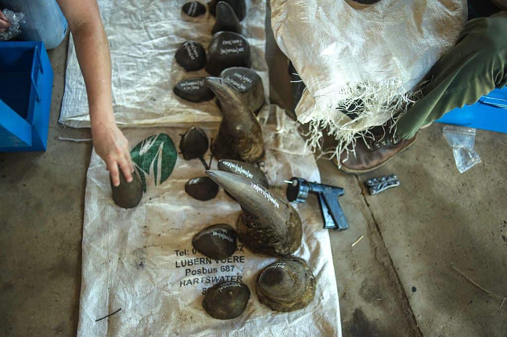 Cut off rhino horns are weighed and stored.