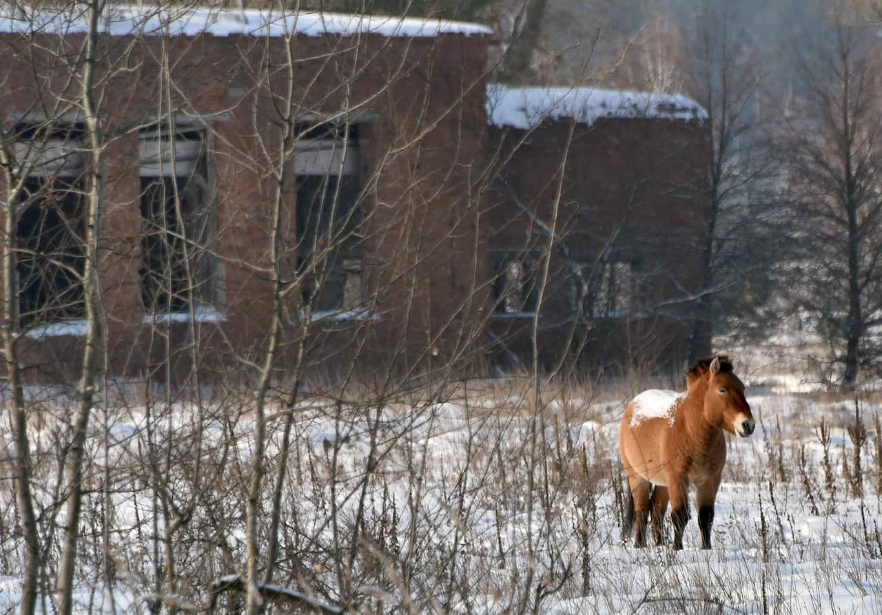 A wild Przewalski's horse on a snow covered field in the Chernobyl exclusions zone.