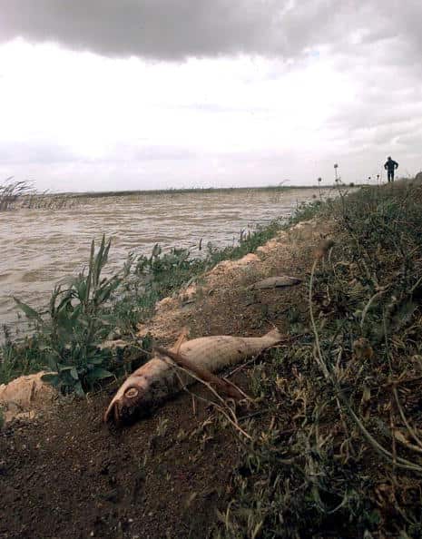 A dead fish lied by the Guadiamar river 29 April a