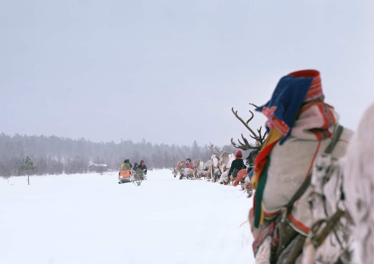 Finland, saamis with reindeer sleds in line, rear view