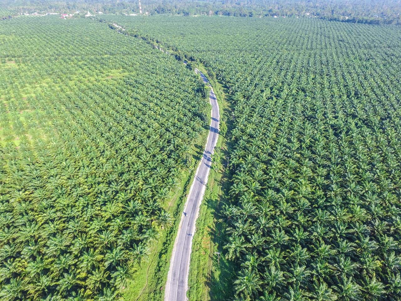 A palm oil plantation in Indonesia.