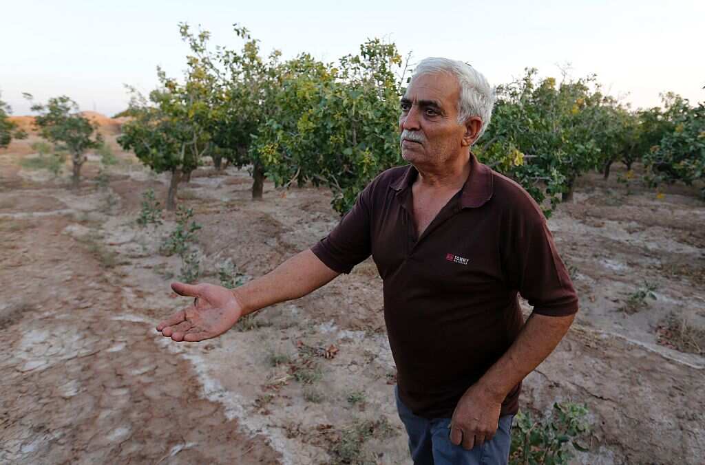 Hassan Ali Firouzabadi works in his pistachio farm on August 14, 2016 in Izadabad, a village in the southern Iranian Kerman province.