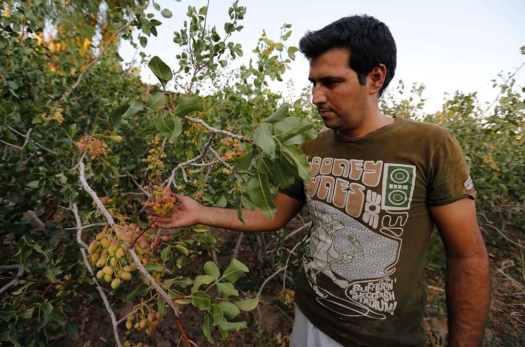 An Iranian man works at Hassan Ali Firouzabadi's pistachio farm.