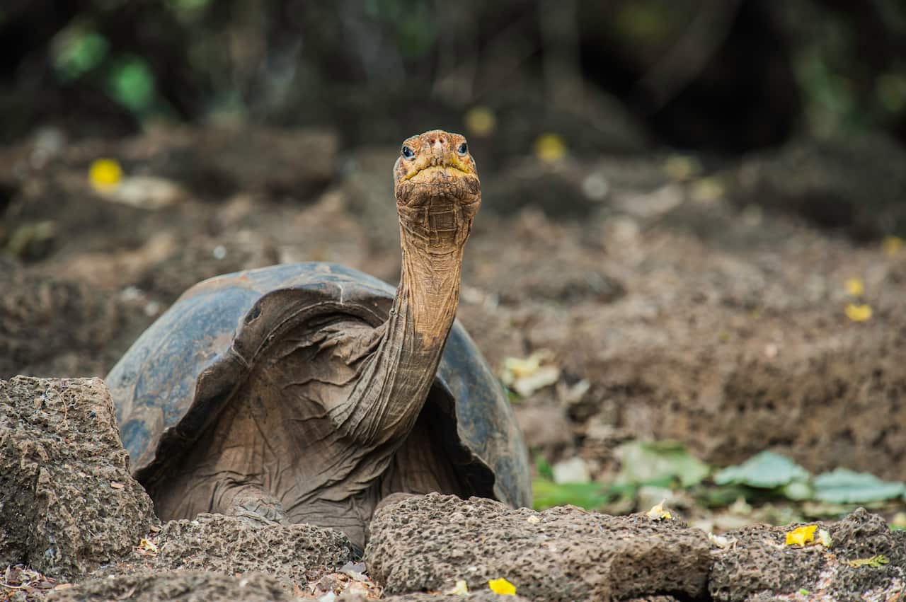 Lonesome George, a century-old Pinta Island tortoise, or Abingdon Island tortoise, the last of his kind at the Charles Darwin Research Station. Lonesome George died in 2012. The subspecies is now extinct.