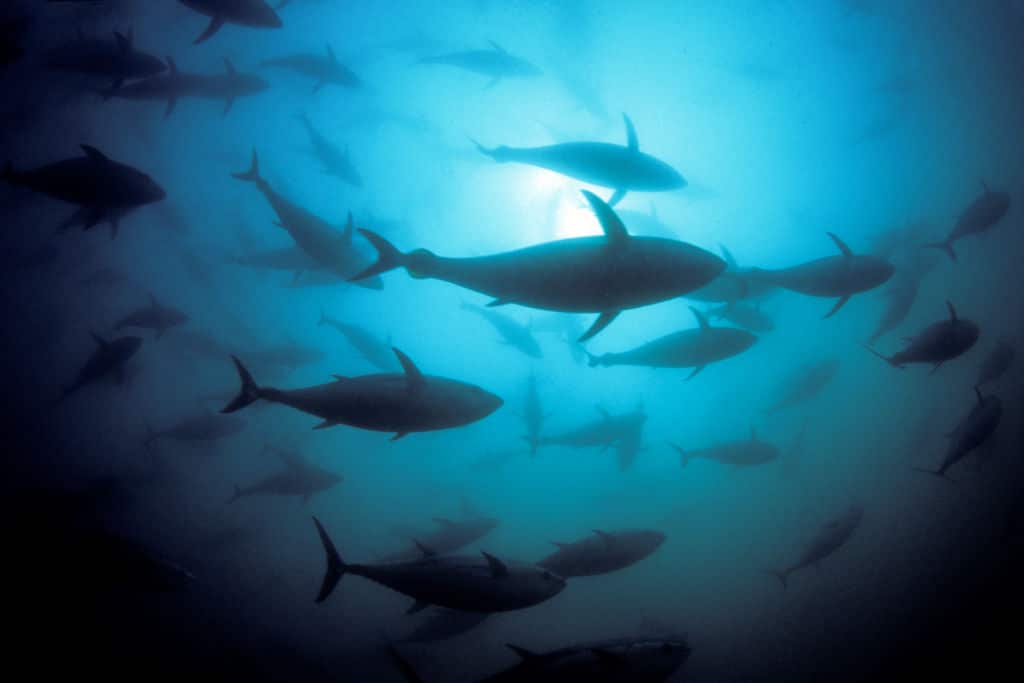 Southern bluefin tuna