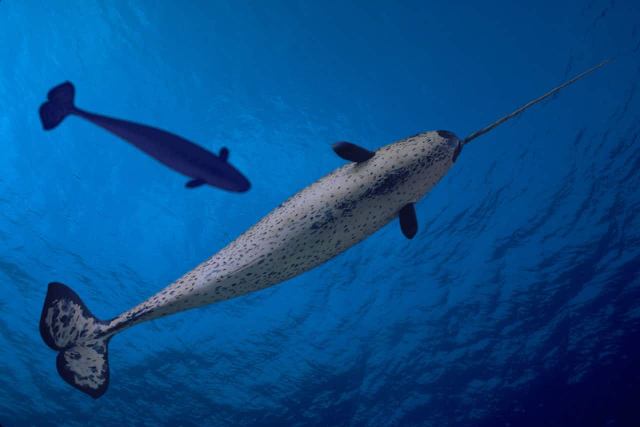 The narwhal is found in the Arctic.