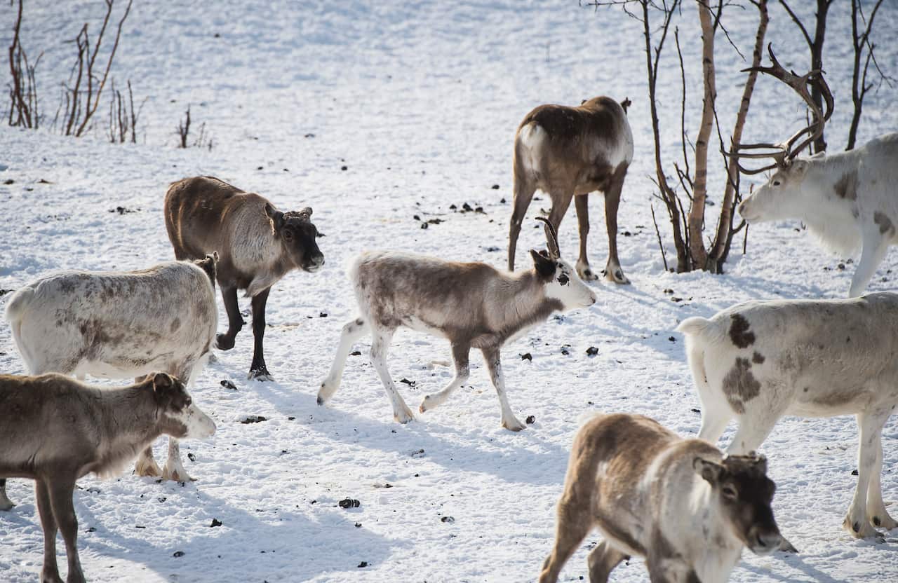 Reindeer pcitured in Kautokeino, a town in Norway's Finnmark county.