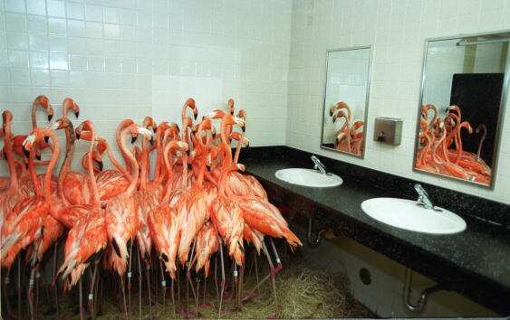 Flamingos in the Bathroom at Miami-Metro Zoo in 1999.