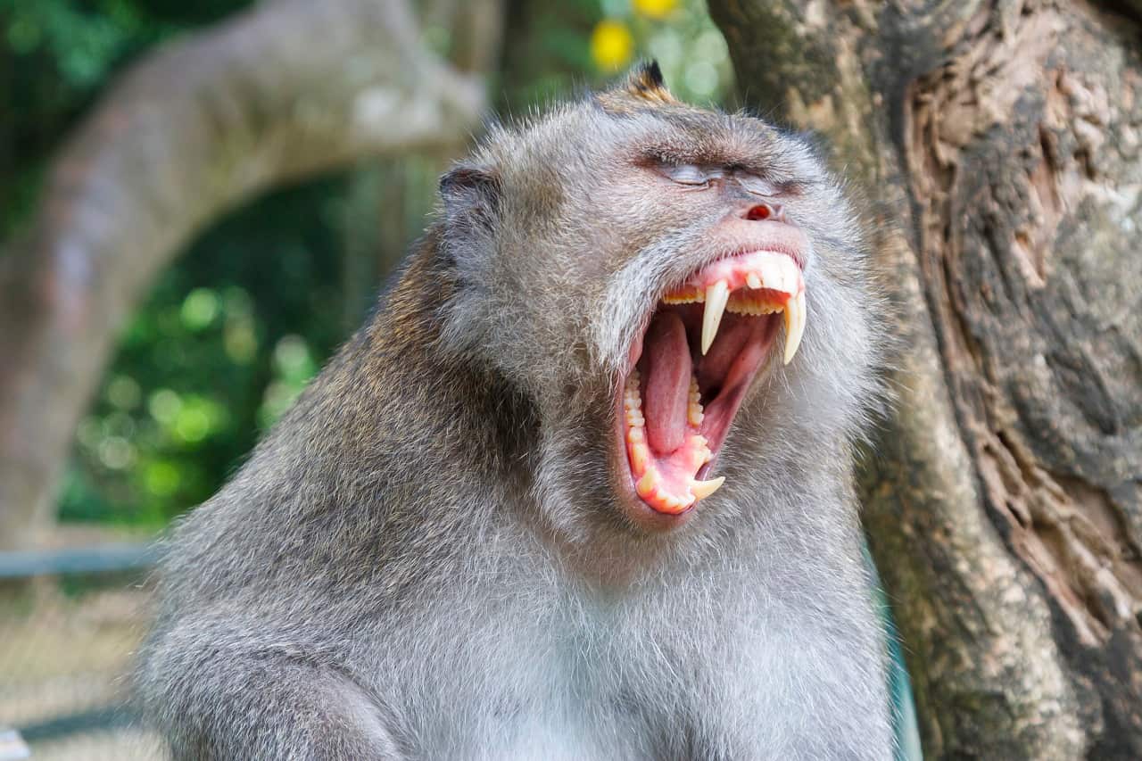 A long-tailed macaque in Bali's Monkey Forest.