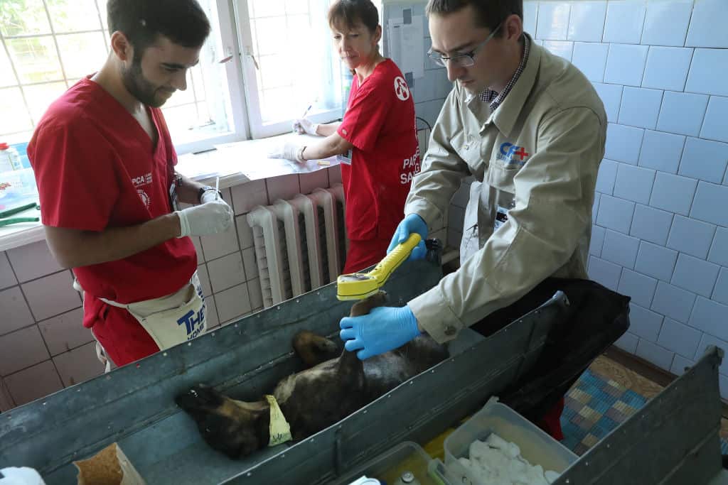 Stray dog being measured for radiation on the paws and fur of an anesthetized stray dog before surgery.