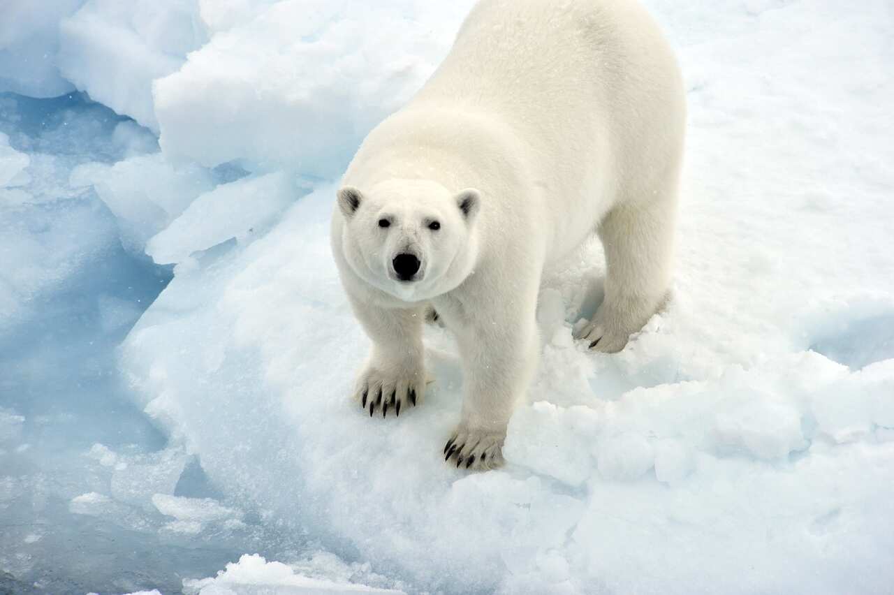 A polar bear on an ice floe in the Arctic Ocean, August 2017.