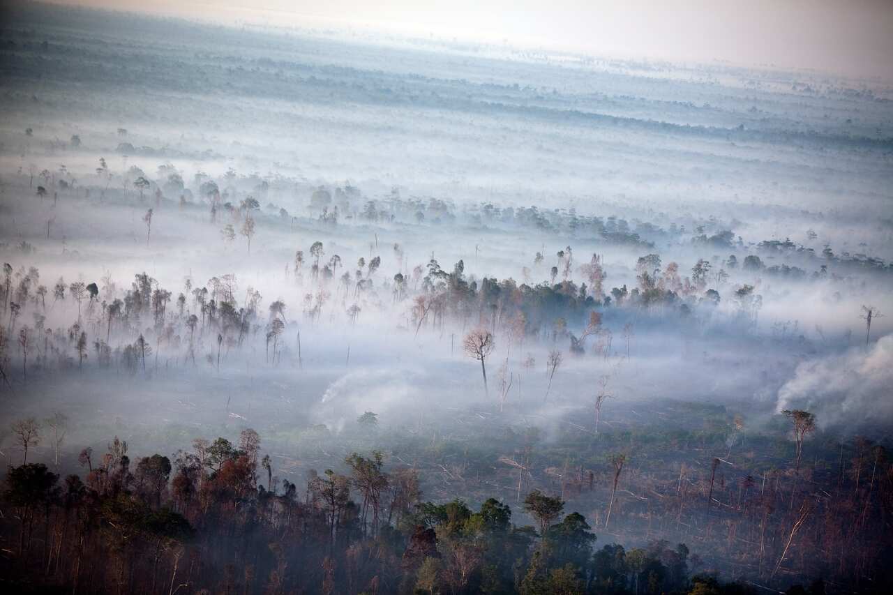 Endangered forests and orangutans in Tripa, Indonesia