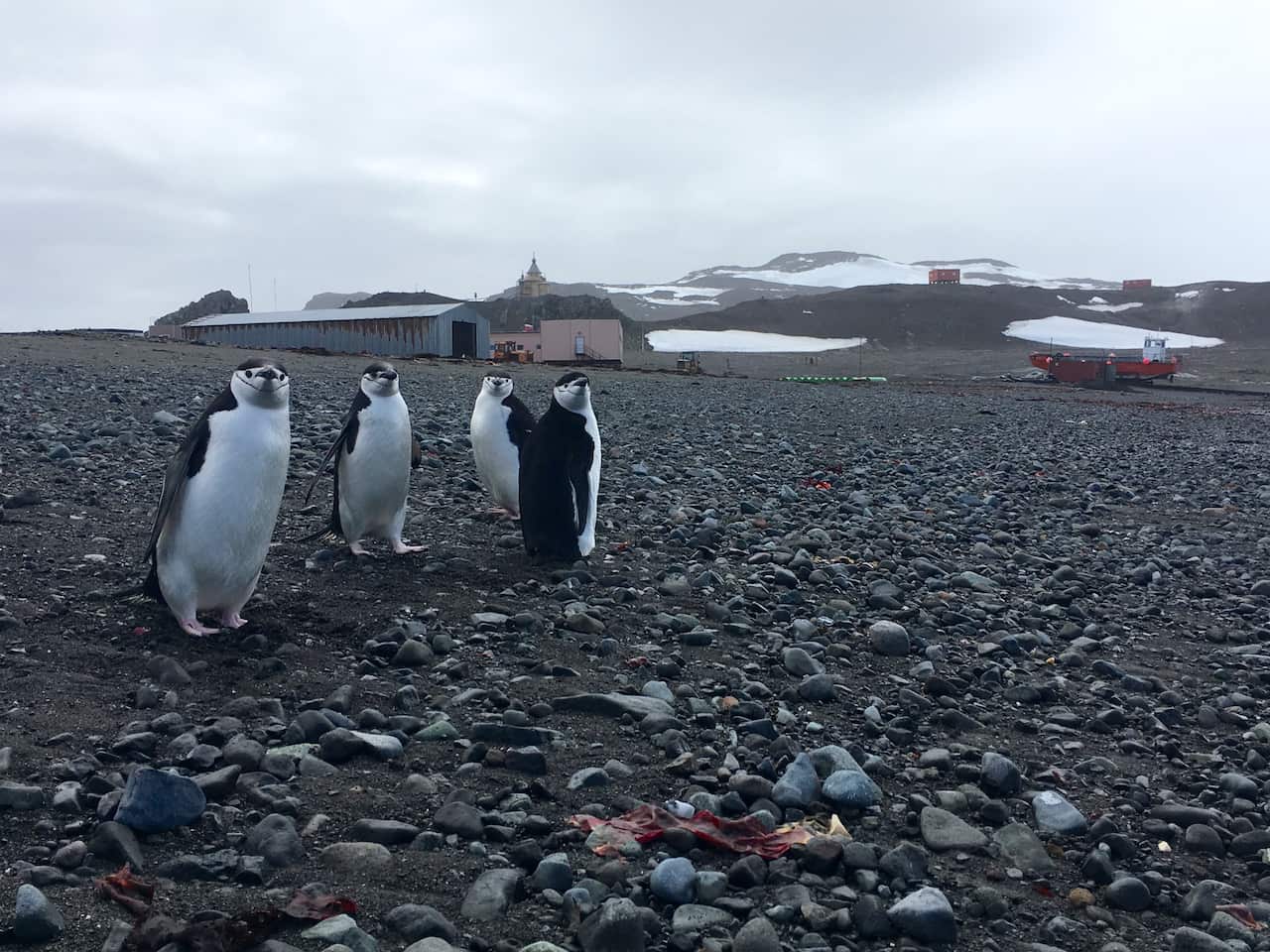 Chinstrap penguins walk by a scientific station where melting ice has posed a problem on Fildes peninsula, King George Island, Antarctica.
