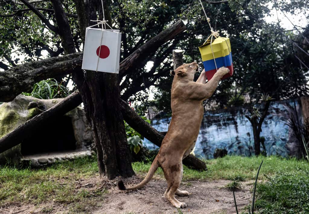Lions from a zoo in Colombia were tasked with predicting the outcome of a showdown between their home country and Japan.