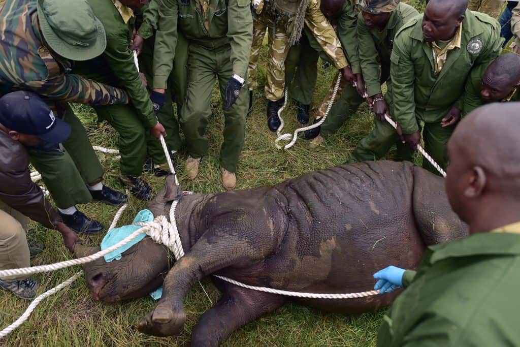 Kenya Wildlife Services (KWS) translocation team members assist a sedated female black rhinoceros into a safer position on June 26, 2018. 