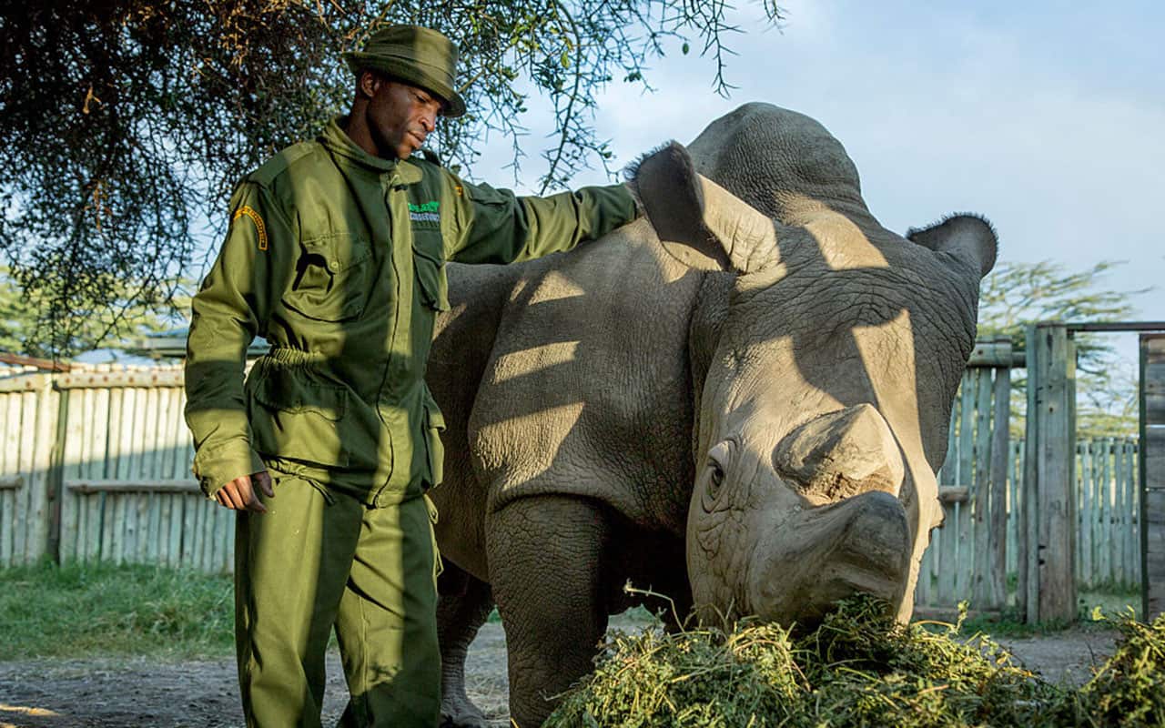 Keeper Zacharia Mutai with Sudan a Northern White Rhinoceros who lives at the Ol Pejeta Conservancy.