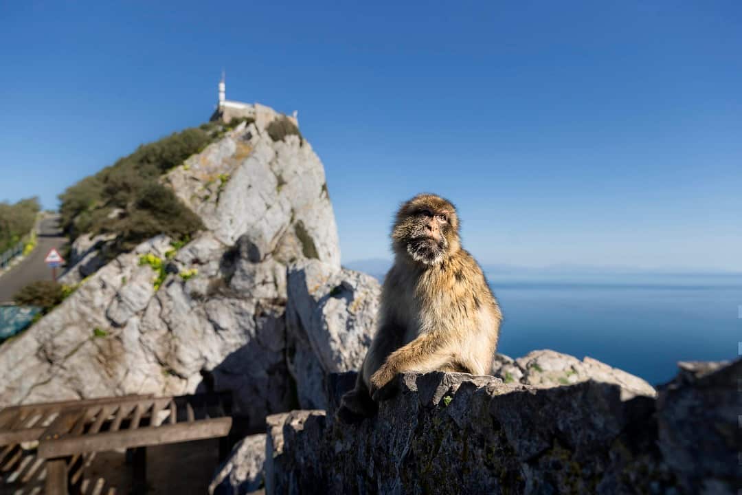 A Barbary macaque in front of the Rock of Gibraltar. 