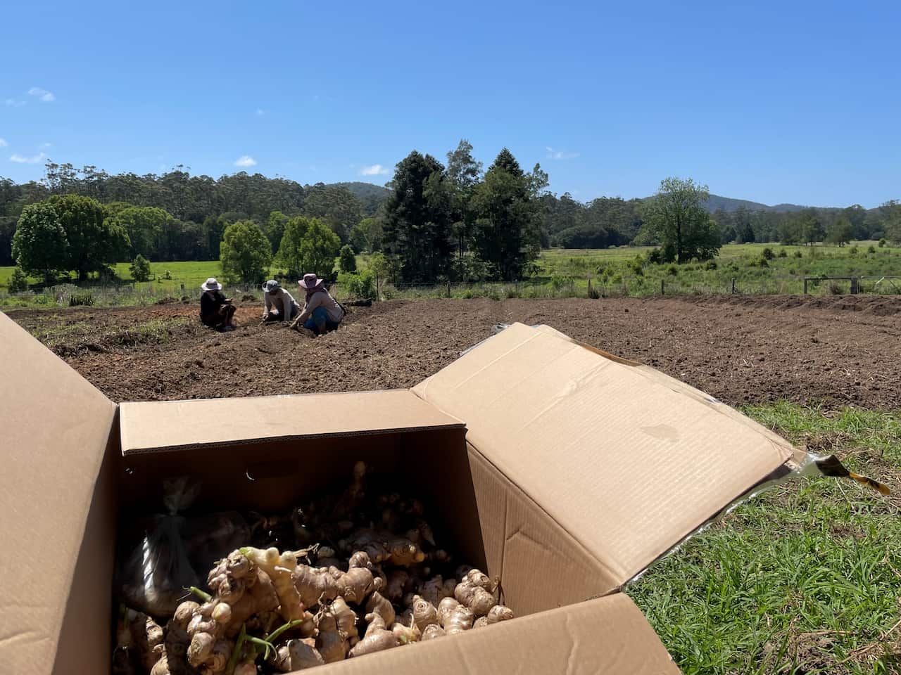 A box of ginger is in the foreground and the farmers are working in the background. 