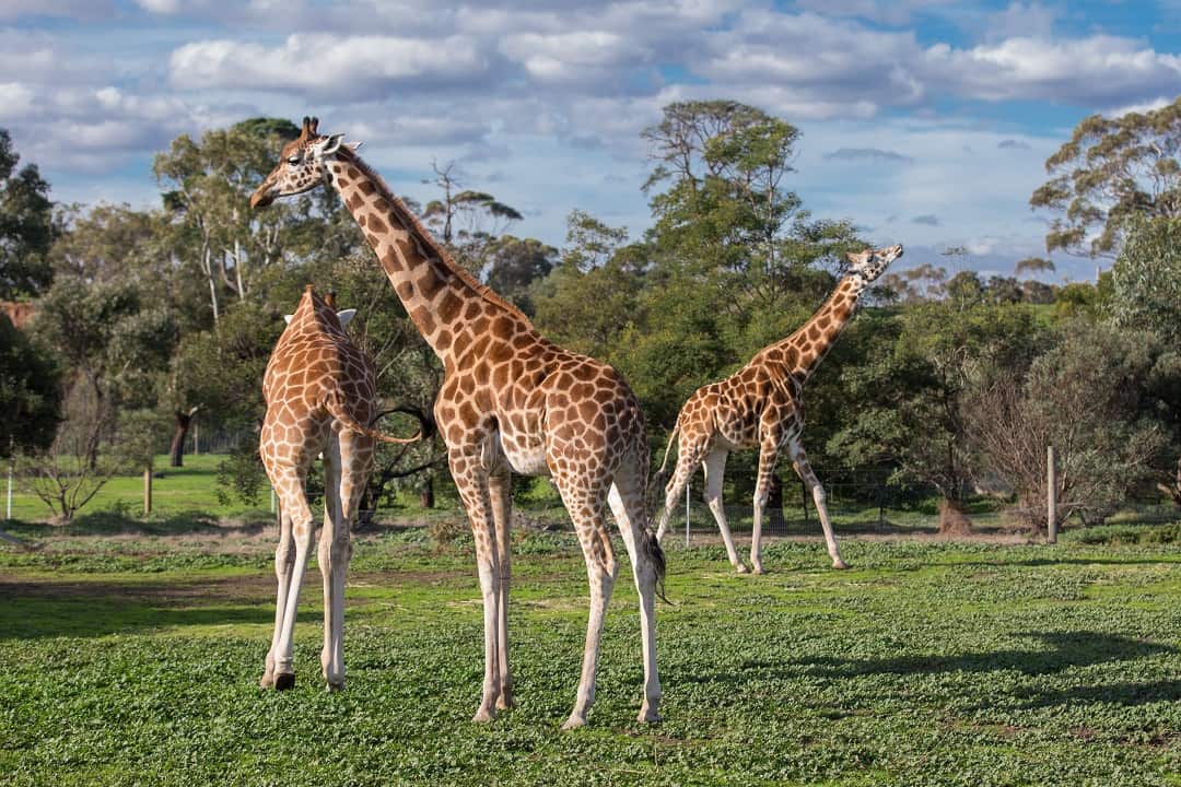 Werribee Open Range Zoo's giraffe herd is grieving for Thembi. 