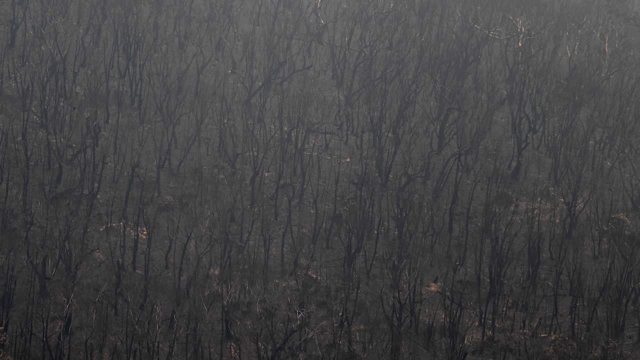 Burnt bushland from the Gospers Mountain fire along the Bells Line of Road in the Blue Mountains north west of Sydney.