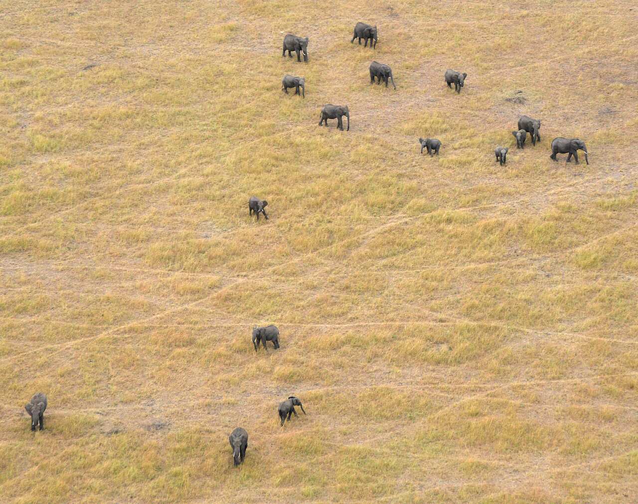Elephants appear to be staying away from areas known by poachers.