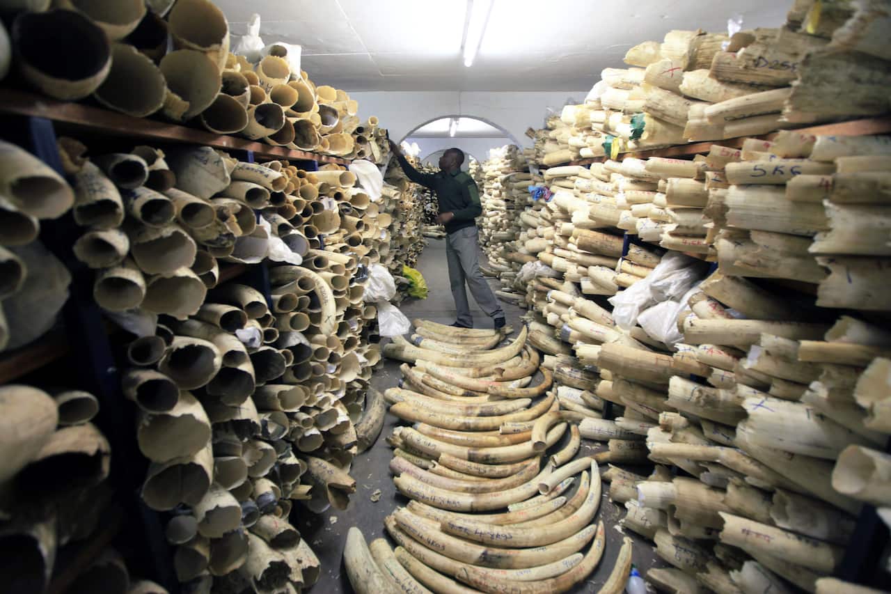 Ivory Stockpile in Zimbabwe