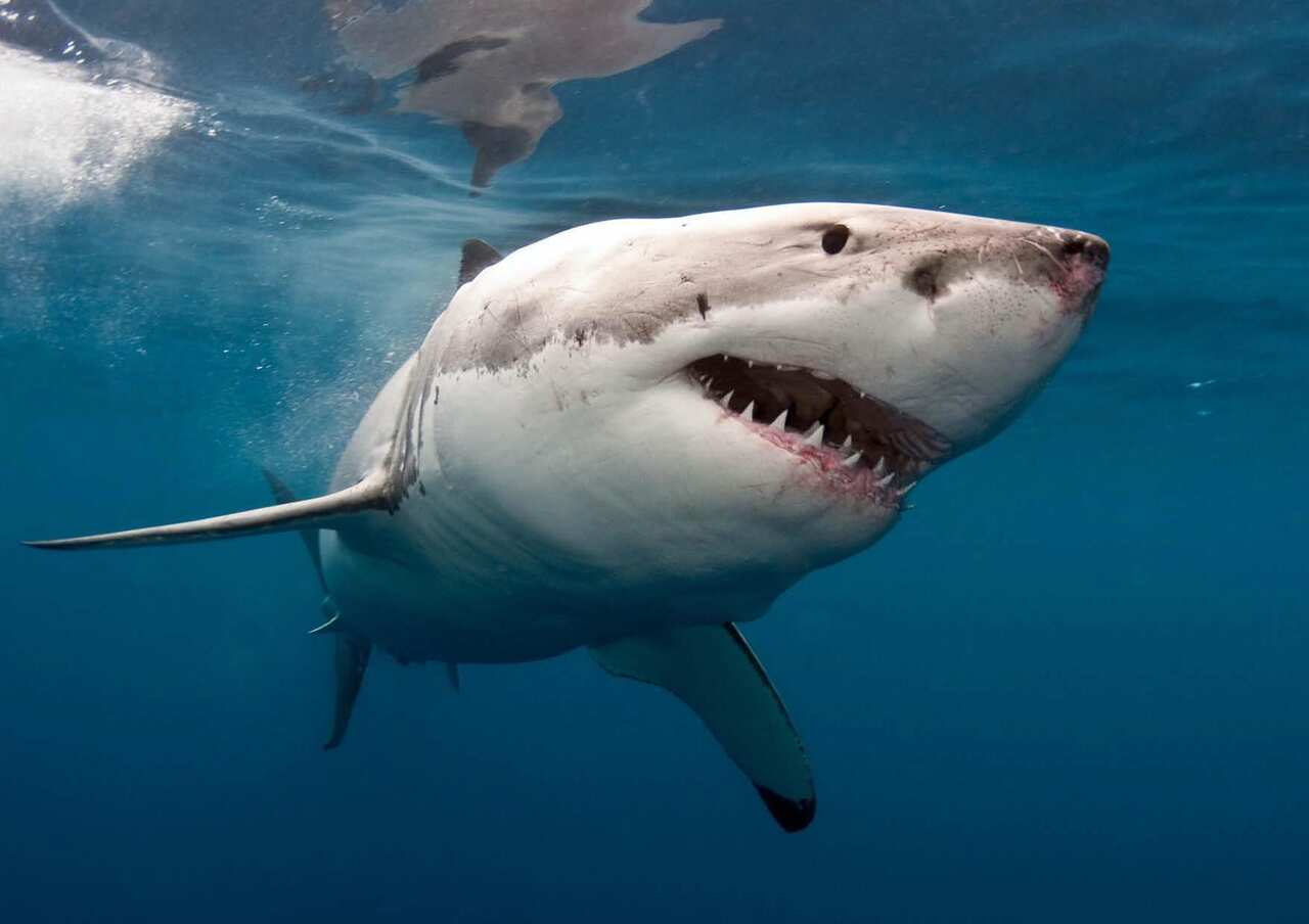 A great white shark underwater.