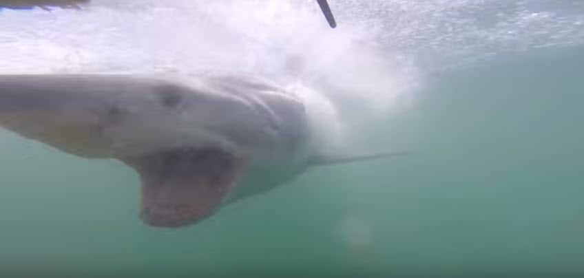 American tourist Spencer Riley  had a close call with a great white shark while cage diving on his honeymoon. (YouTube)