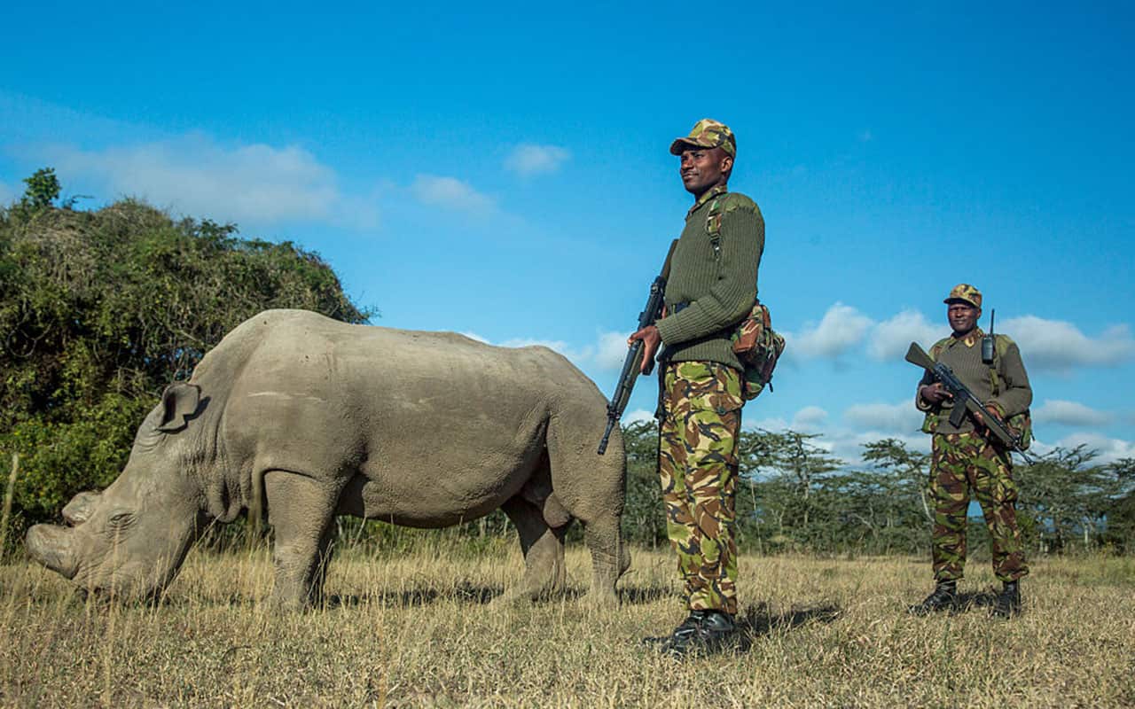 Sudan is protected by armed guards John Mugo and Daniel Maina at Ol Pejeta Conservancy in 2015. 