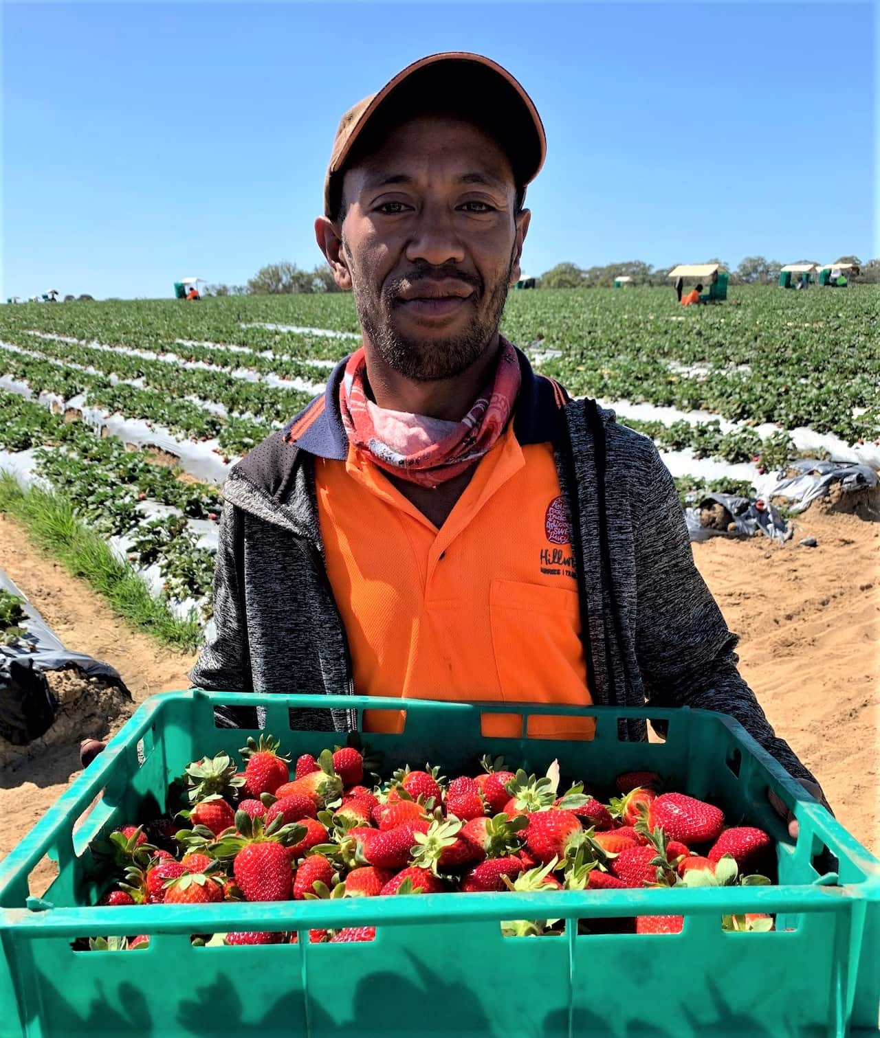Guido Ximenes with a box of ripe strawberries. 