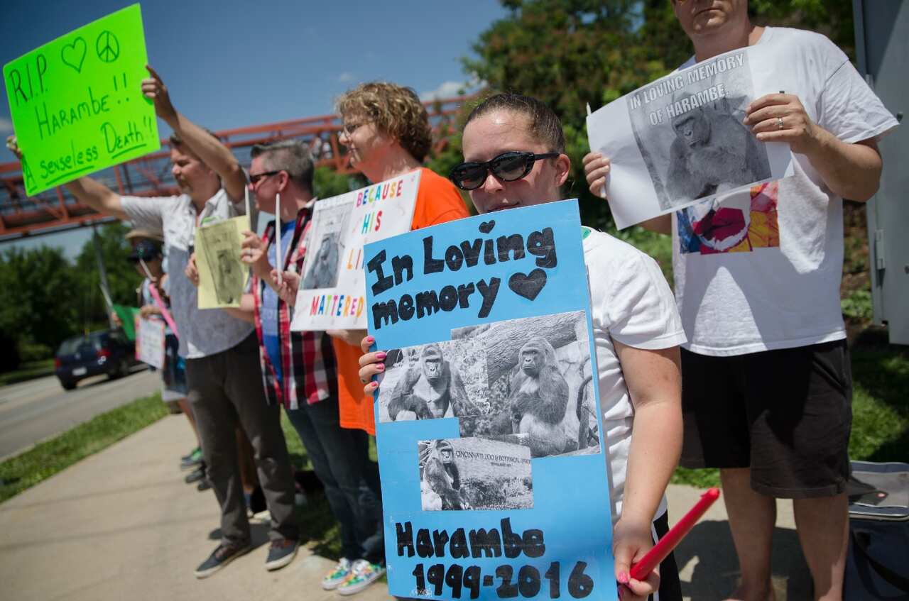Kate Villanueva of Erlanger, Kentucky, center right, holds a sign depicting the gorilla Harambe during a vigil outside the Cincinnati Zoo (AAP)