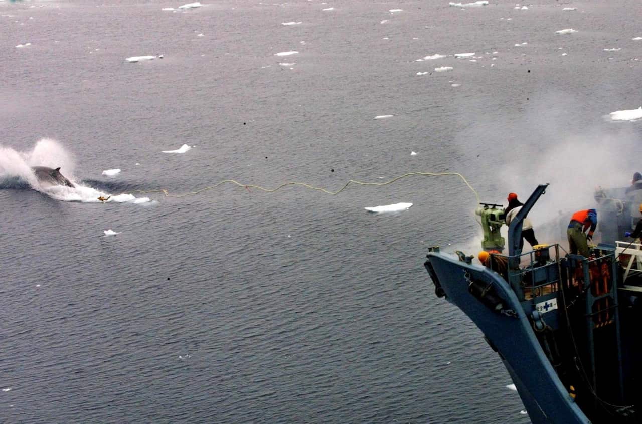 A file handout picture dated 16 December 2001 made available by Greenpeace shows a Japanese whale catcher ship using a harpoon.