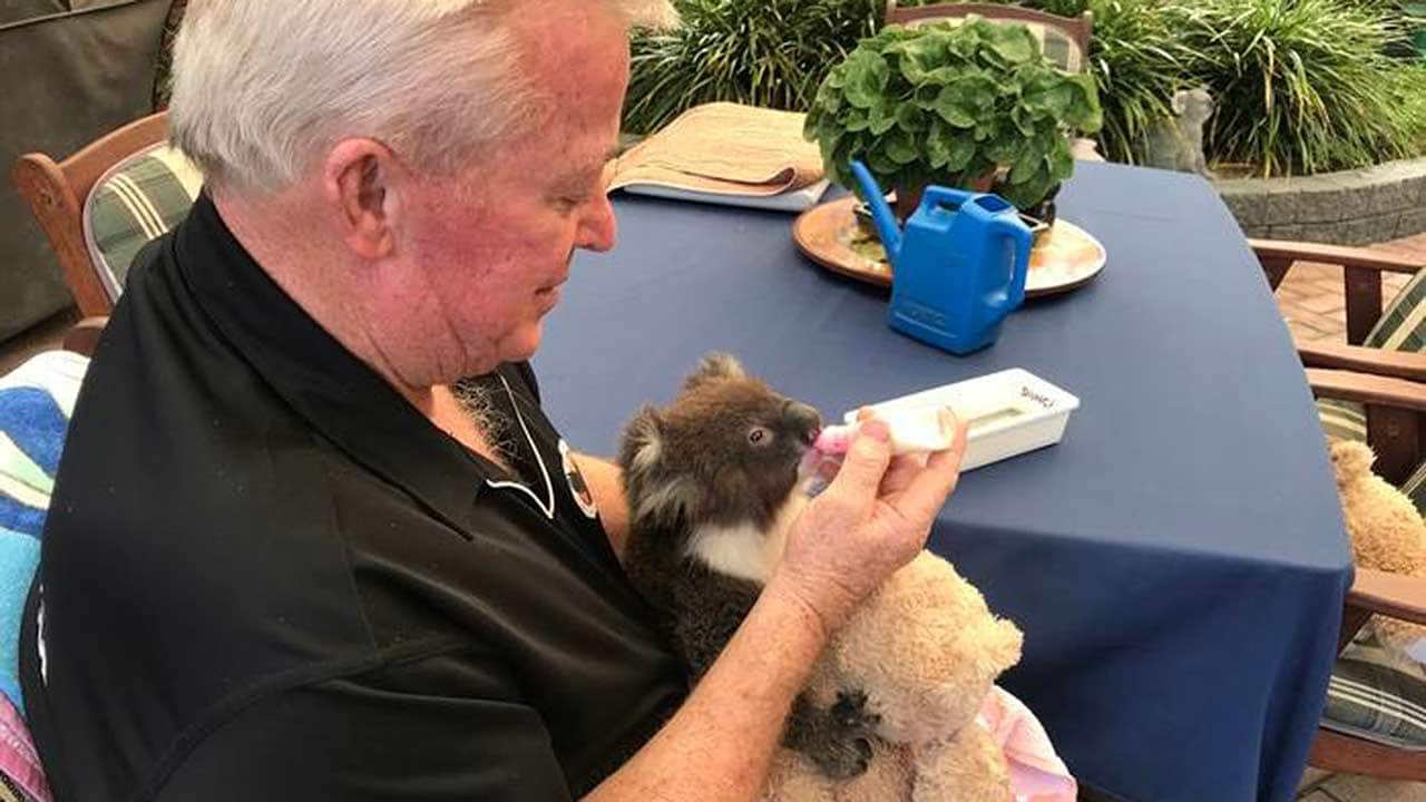 Wildlife carer Hartley Head feeds a rescued orphan koala.