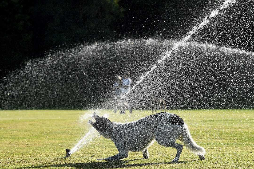 A dog plays in a sprinkler at Queens Park in Sydney, Wednesday, January 16, 2019. Parts of NSW were already nudging 40C before 9am, as heatwave conditions sweep across the state. (AAP Image/Joel Carrett) NO ARCHIVING