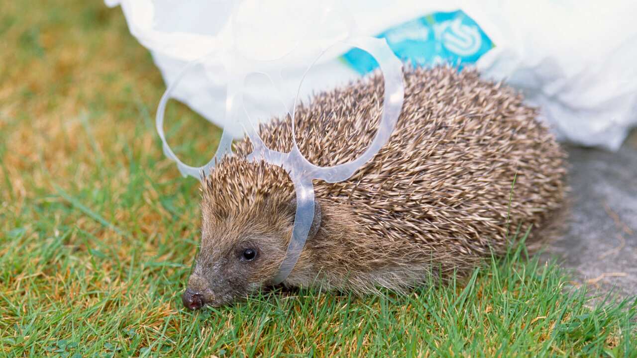 A hedgehog caught in a plastic loop from beer cans.
