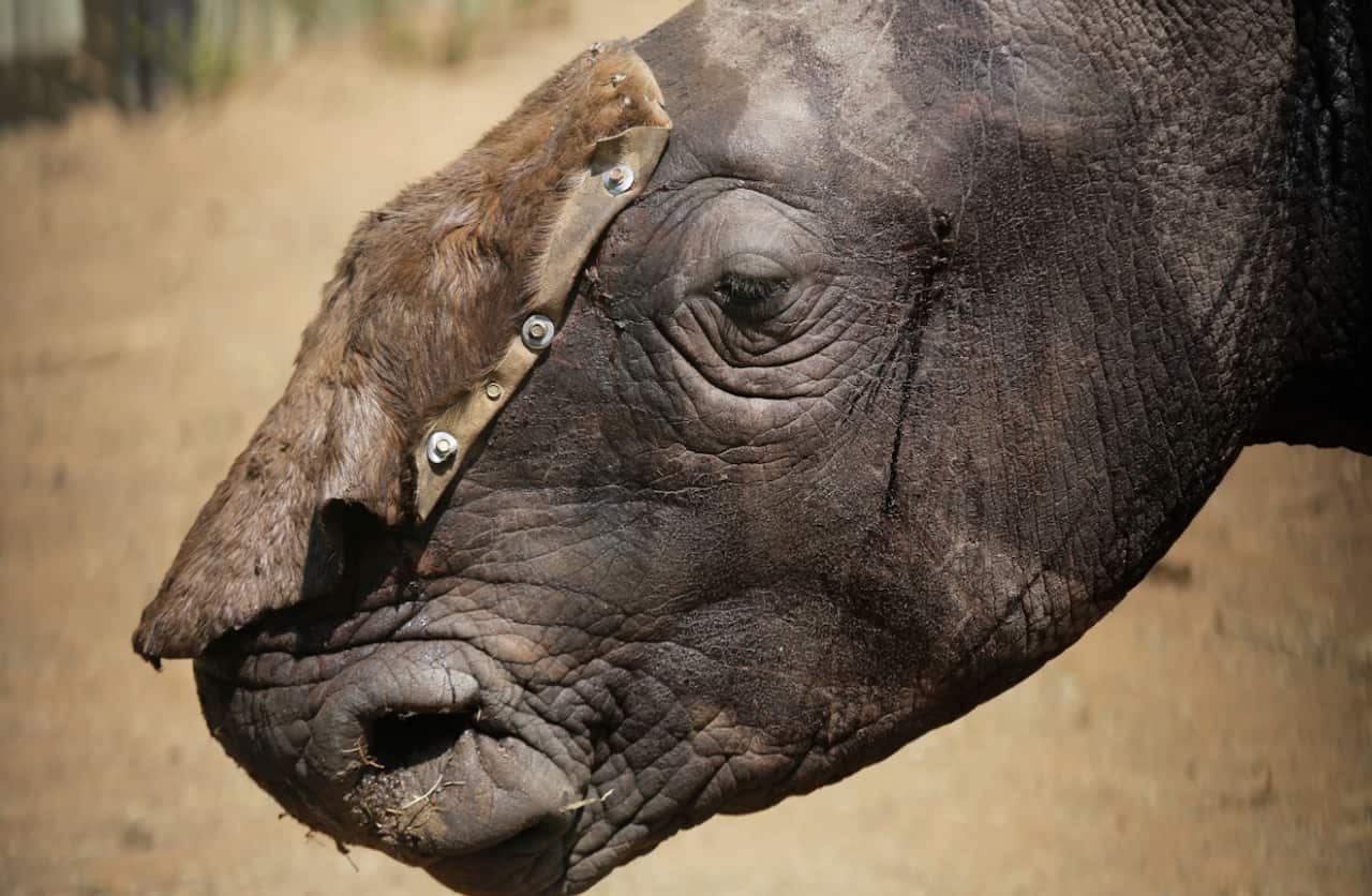 A three-year-old White male Rhino Wasinda stands alone in a boma with a temporary hid covering his open wounds in South Africa