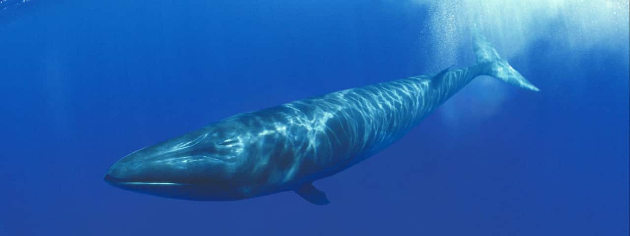 The sei whale is listed as endangered under the Endangered Species Act.