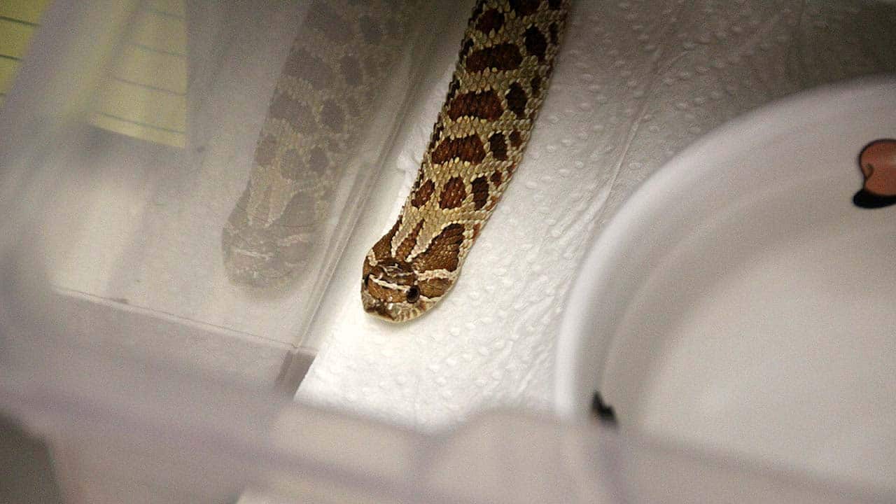 Hog-nosed snake