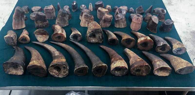Seized rhino horns. South African police say the recent haul was bound for the Asian market. 