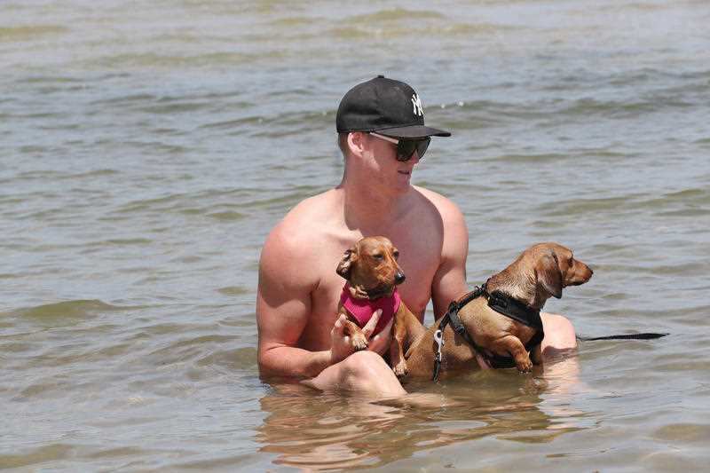 James Darcy and his dogs cool off with a swim at St Kilda beach in Melbourne.