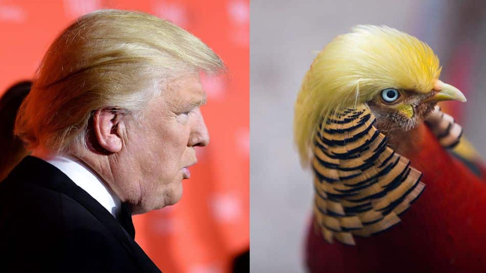 trump bird