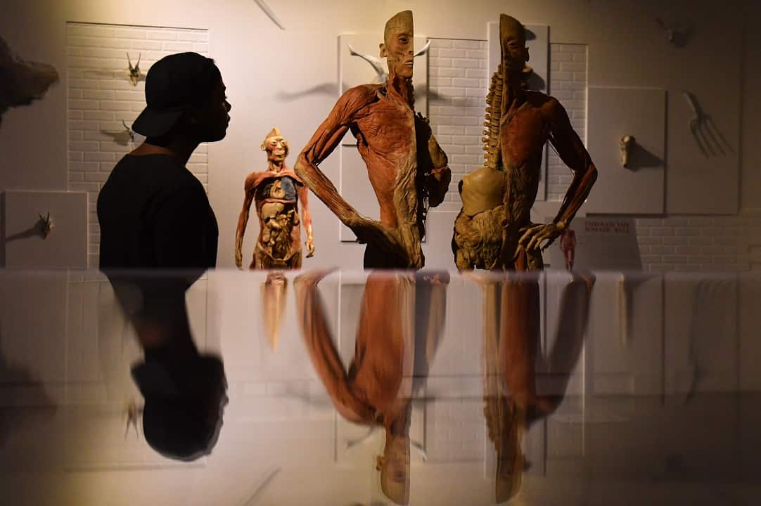 Real Bodies The Exhibition consists of 11 galleries, containing 20 real human bodies and 200 real human parts. 