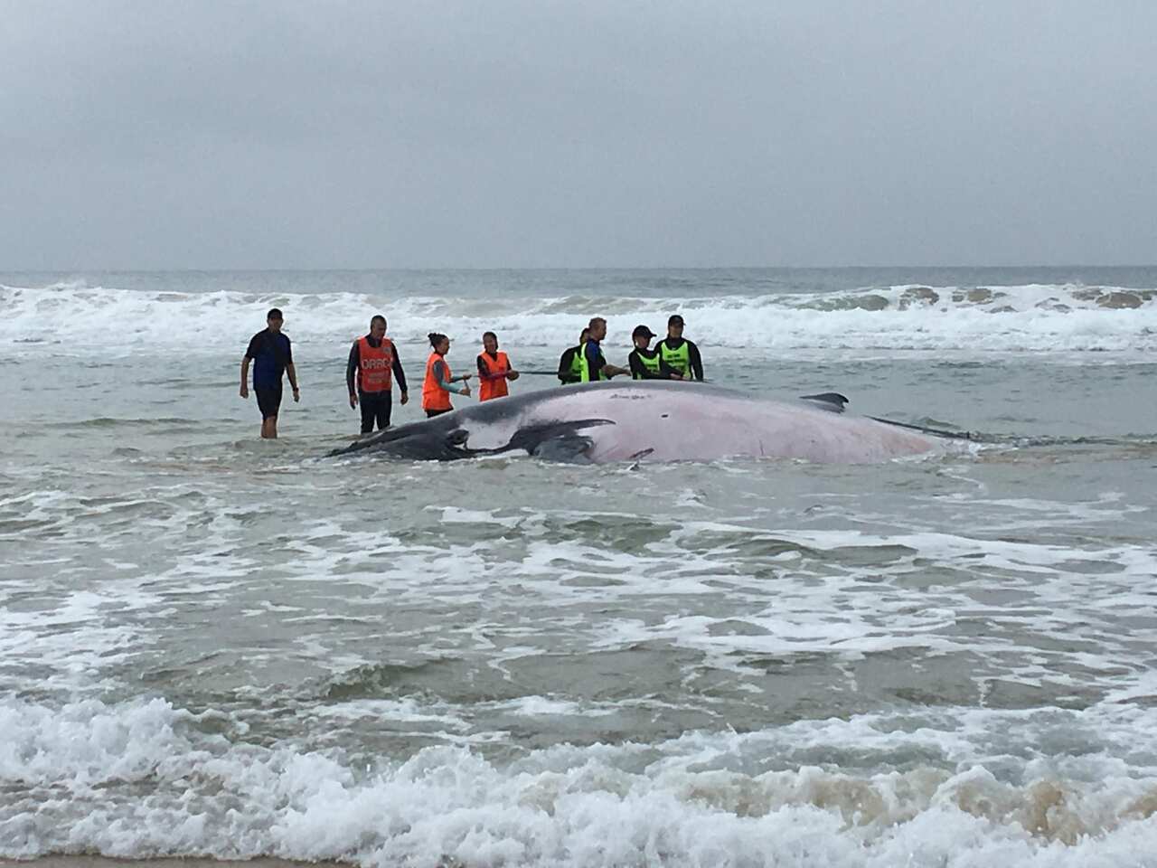 Stranded humpback whale at Sawtell, NSW. 