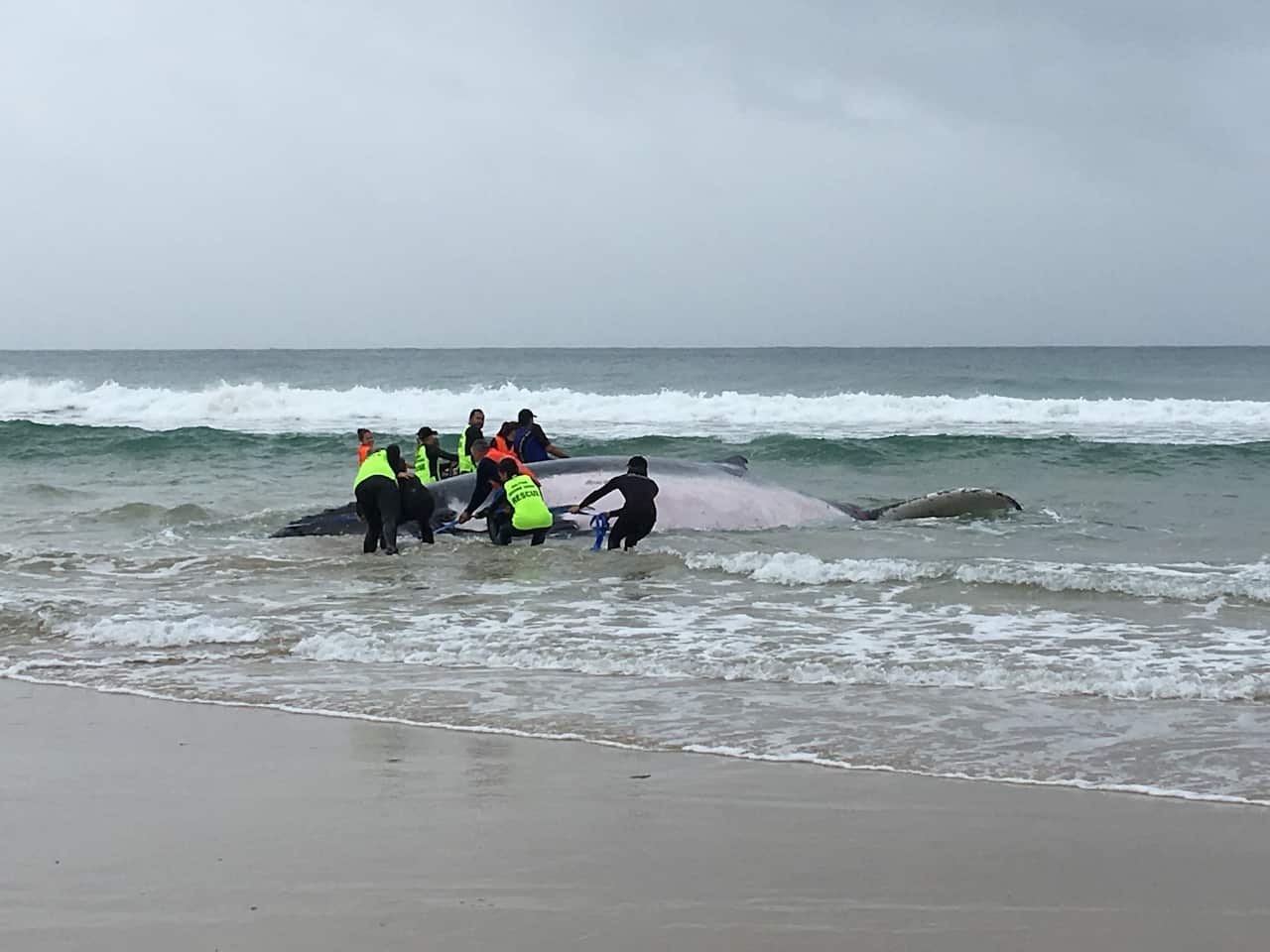 Humpback whale beached at Sawtell, NSW