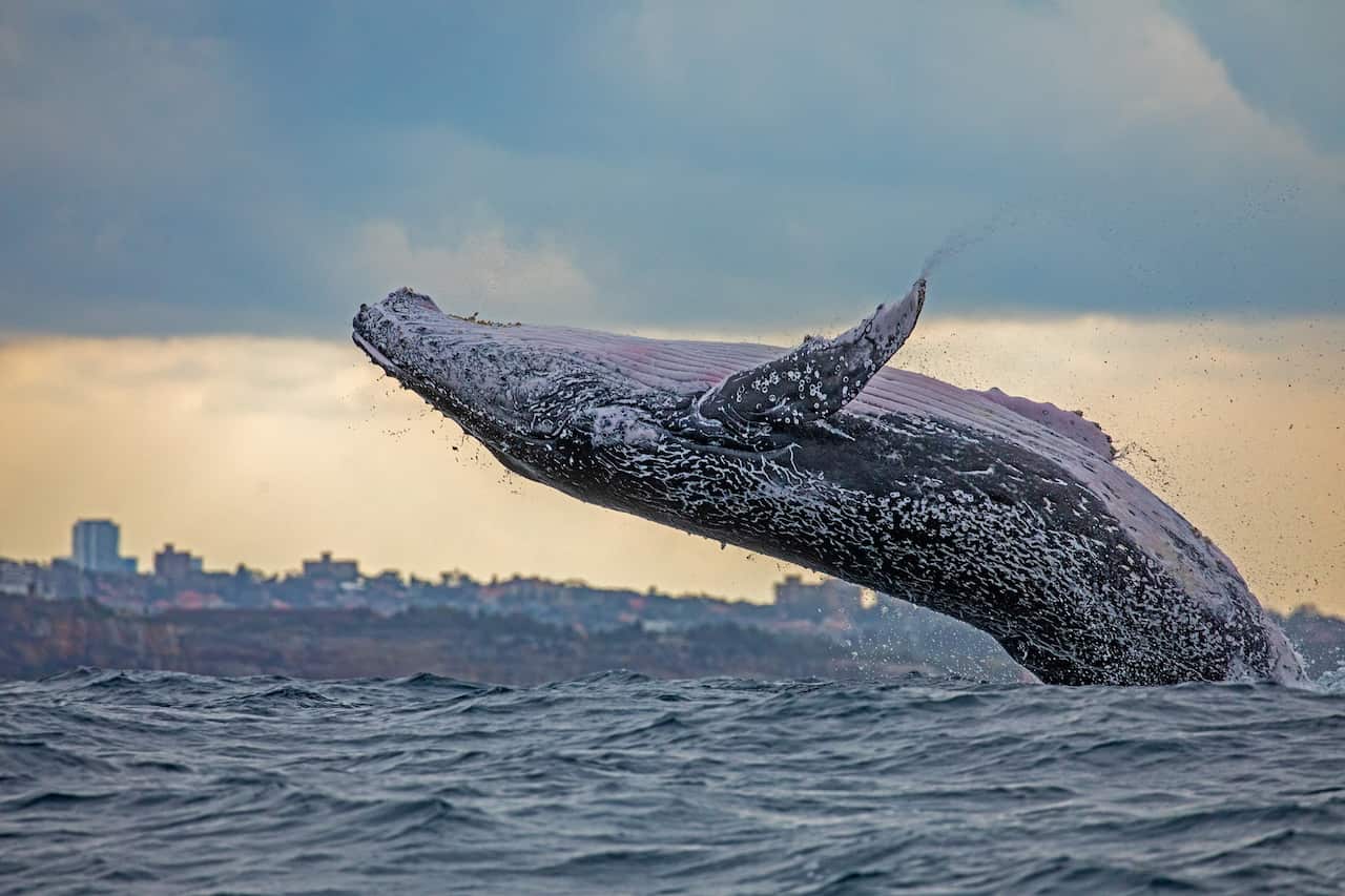US lobster fisherman Michael Packard says he initially thought he was being attacked by a shark.