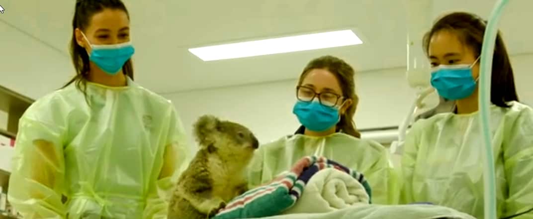 Huntress responded well to treatment at ARPEH.