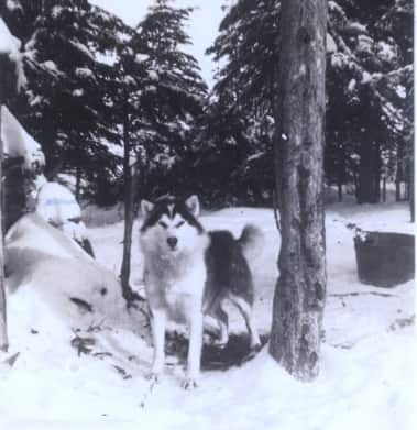 One of the family's revered husky dogs, that helped them get around Labrador in the snow.