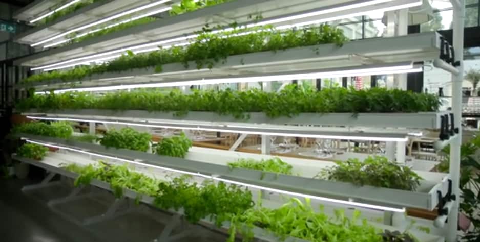 Acre's hydroponic glass houses.